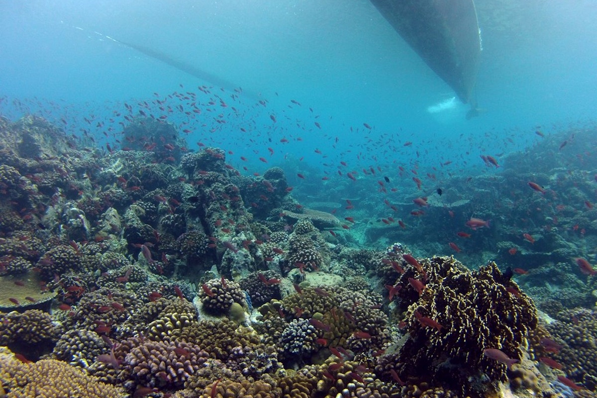 wind-industry-council-to-study-nature,-social-impacts-of-offshore-turbines-in-the-philippines