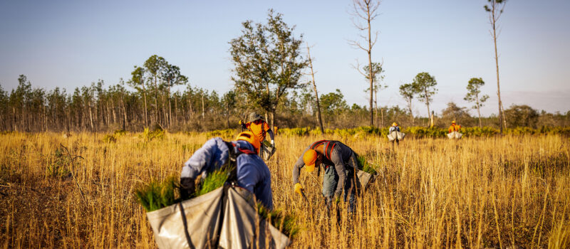 the-dos-and-don’ts-of-corporate-tree-planting-efforts