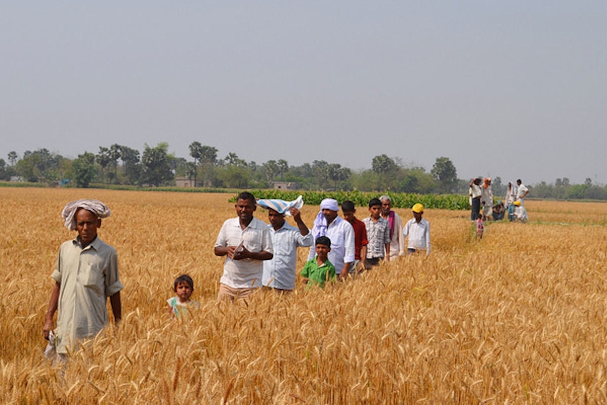 rising-temperatures-threaten-india’s-wheat-production