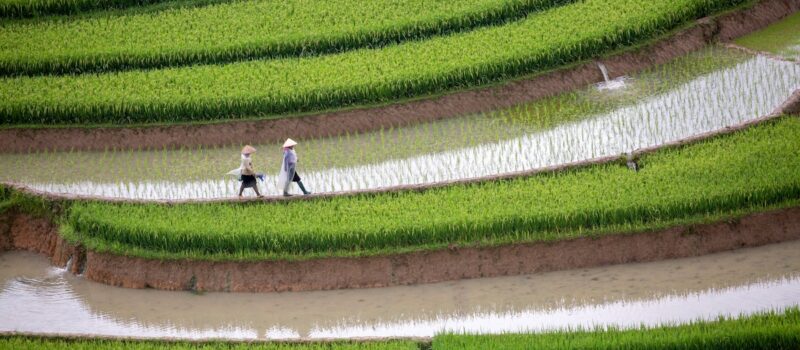 vietnam’s-rice-land-restrictions:-time-for-a-rethink?