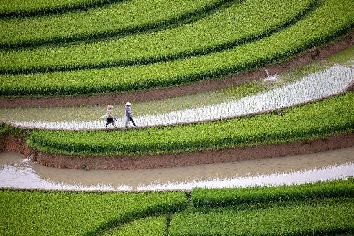 vietnam’s-rice-land-restrictions:-time-for-a-rethink?