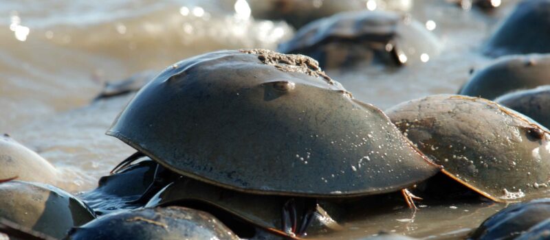 biodiversity-loss-is-a-bigger-risk-to-businesses-than-carbon-emissions