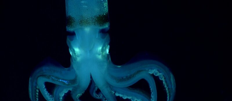ocean-investments-must-reach-developing-countries