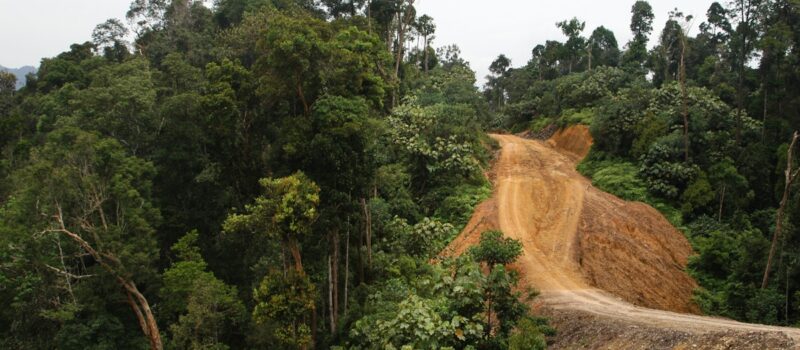 forests-found-healing-poorly-from-human-incursion,-worsening-conservation-headache