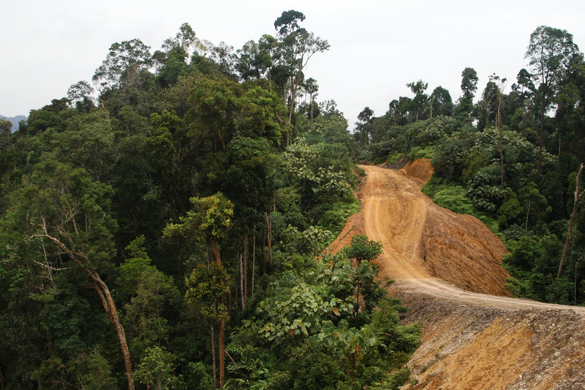 forests-found-healing-poorly-from-human-incursion,-worsening-conservation-headache