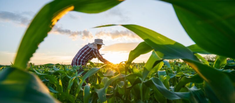 measuring-the-sustainability-of-agricultural-inputs measuring-the-sustainability-of-agricultural-inputs