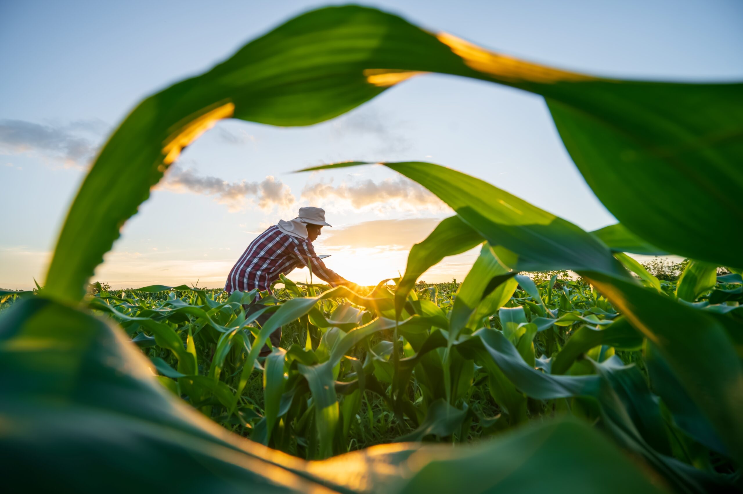 measuring-the-sustainability-of-agricultural-inputs