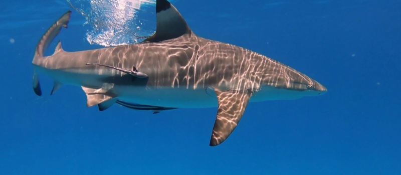 conservation-success-stories-are-key-to-the-survival-of-southeast-asia’s-threatened-sharks