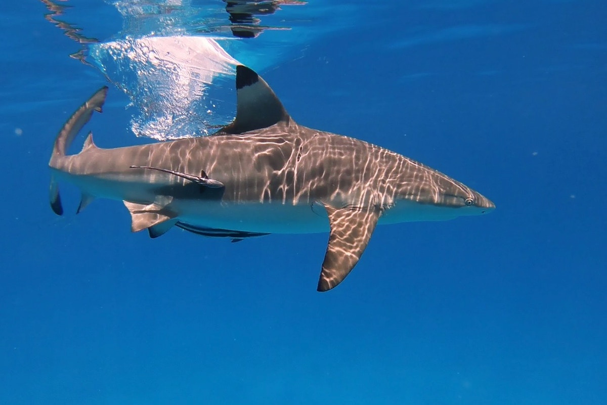 conservation-success-stories-are-key-to-the-survival-of-southeast-asia’s-threatened-sharks