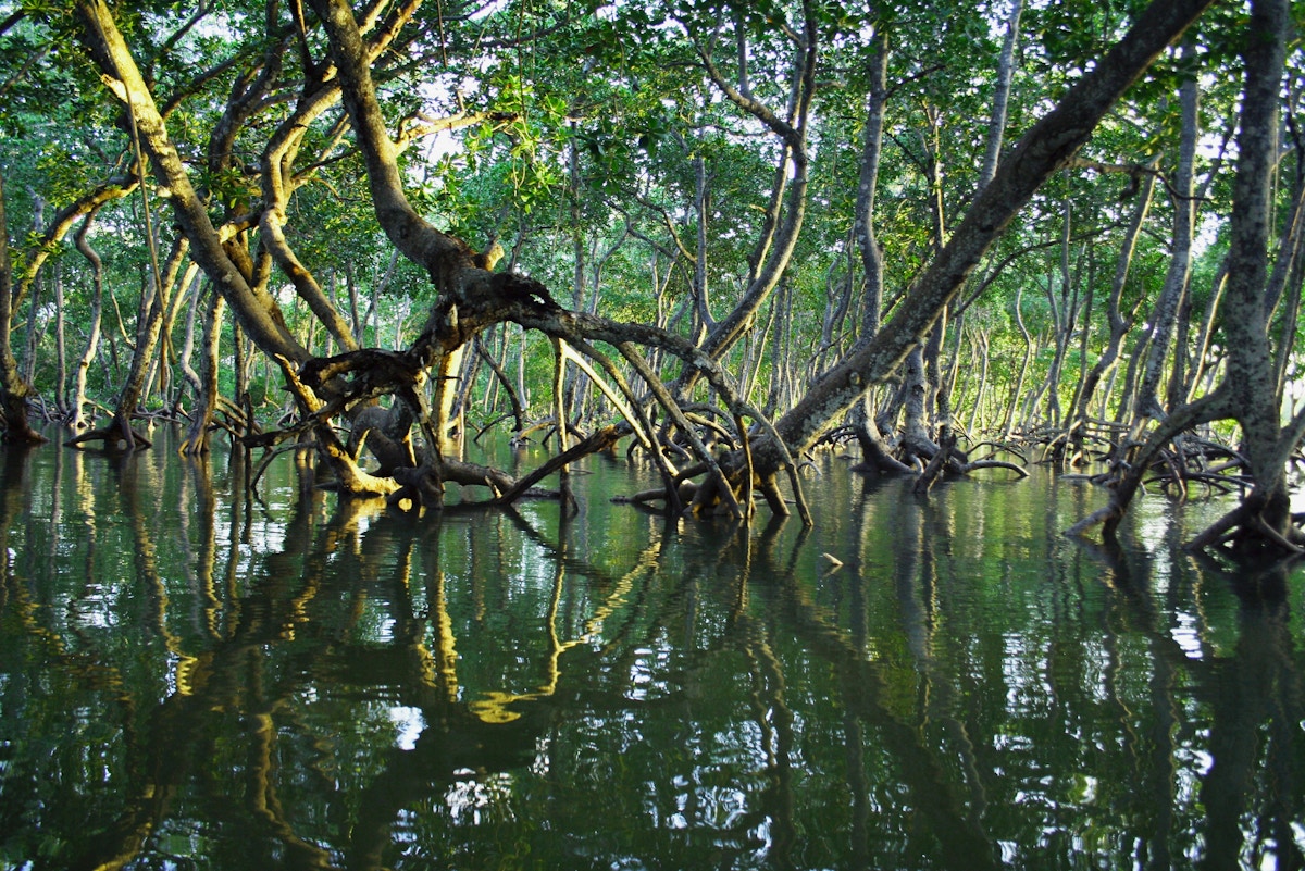 carbon-credits-a-‘catalyst’-for-climate-action,-not-just-a-method-to-offset-emissions:-ecosecurities-chief