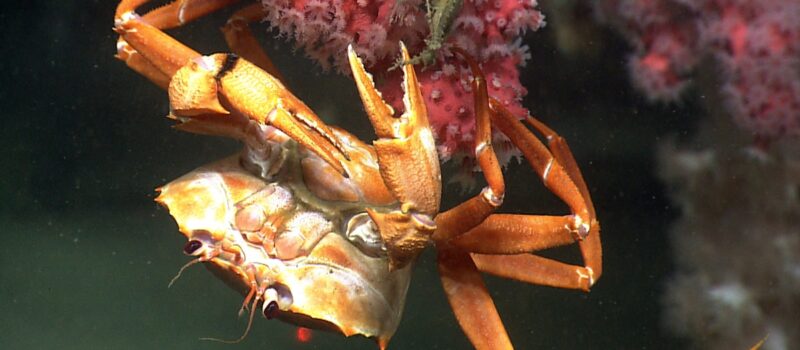 are-china’s-blue-carbon-credits-a-free-pass-to-harm-its-oceans?