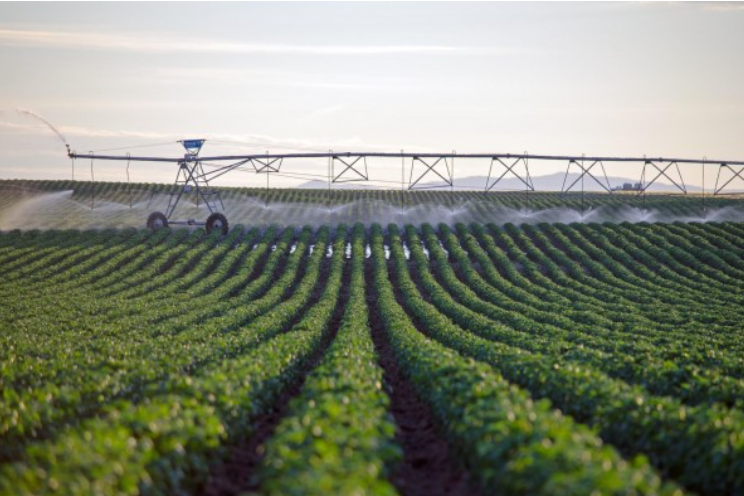agricultural-robots-—-clean-food-without-pesticides