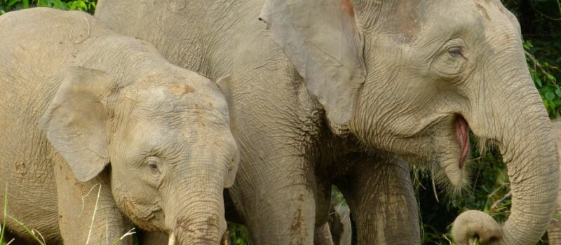 sabah-is-creating forest-corridors-to-save-the-now-endangered-borneo-elephants.-will they-work?
