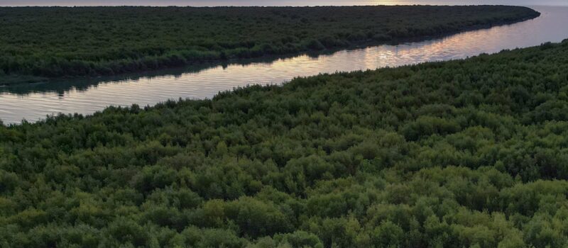 seeing-mangroves-regrow:-a-visual-story-on-the-surprise-resurgence-of-iloilo’s-coastal-forests