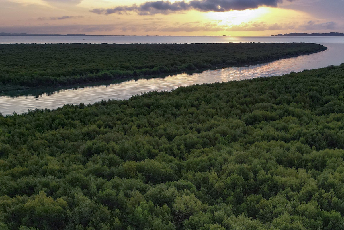 seeing-mangroves-regrow:-a-visual-story-on-the-surprise-resurgence-of-iloilo’s-coastal-forests
