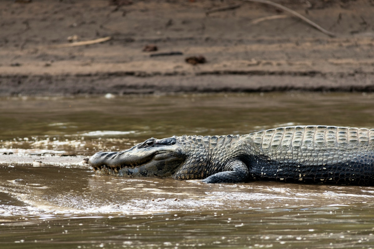 to-host-cop30,-brazil-will-carve-up-an-amazonian-reserve
