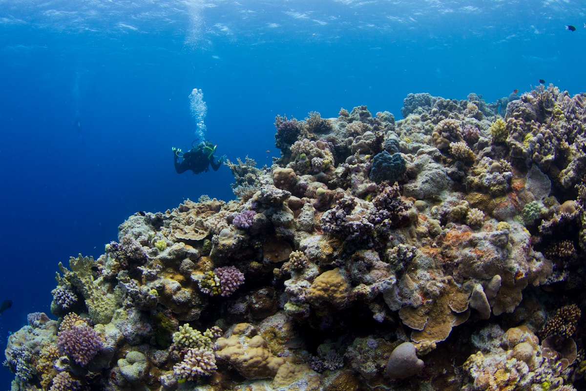 coral-restoration-is-a-speculative,-feel-good-science-that-won’t-save-our-reefs