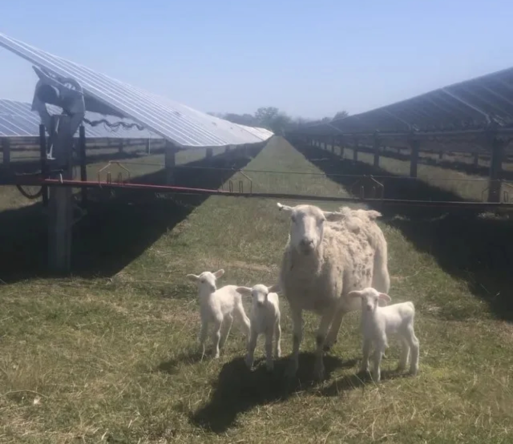 agrivoltaics-—-use-it-where-it-works,-don’t-use-it-where-it-doesn’t