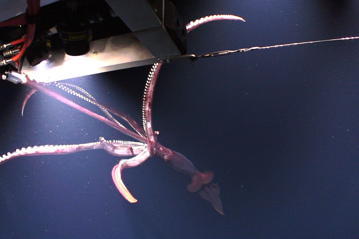 unexploded-ordnance-has-become-an-ocean-time-bomb