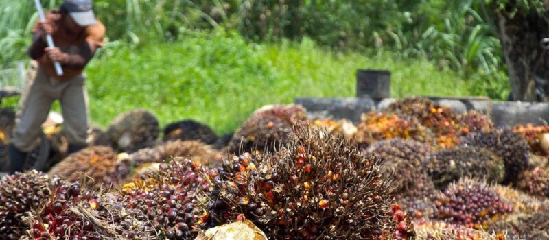 small-farms-the-key-to-malaysia’s-palm-oil-sustainability small-farms-the-key-to-malaysia’s-palm-oil-sustainability