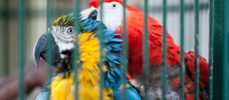 bangladesh-handed-cites-suspension-as-illegal-wildlife-trade-continues