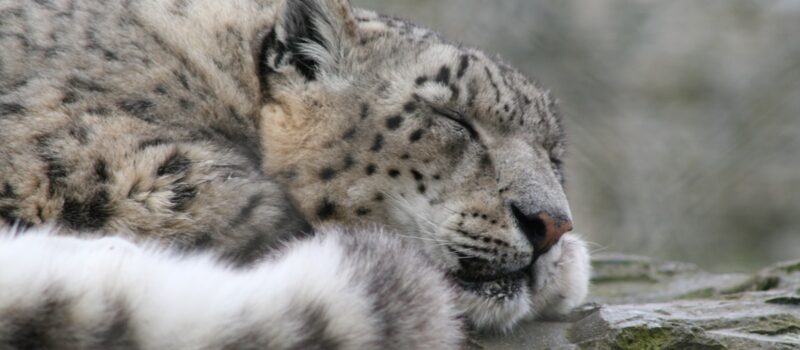 clearing-the-air-on-snow-leopards-and-last-chance-tourism clearing-the-air-on-snow-leopards-and-last-chance-tourism