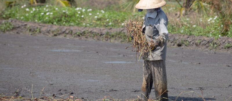 dry-hard:-the-challenge-of-storing-mekong-rain dry-hard:-the-challenge-of-storing-mekong-rain