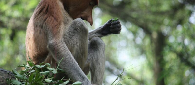 wildlife,-mangroves-suffer-as-indonesia-ramps-up-construction-of-new-capital wildlife,-mangroves-suffer-as-indonesia-ramps-up-construction-of-new-capital