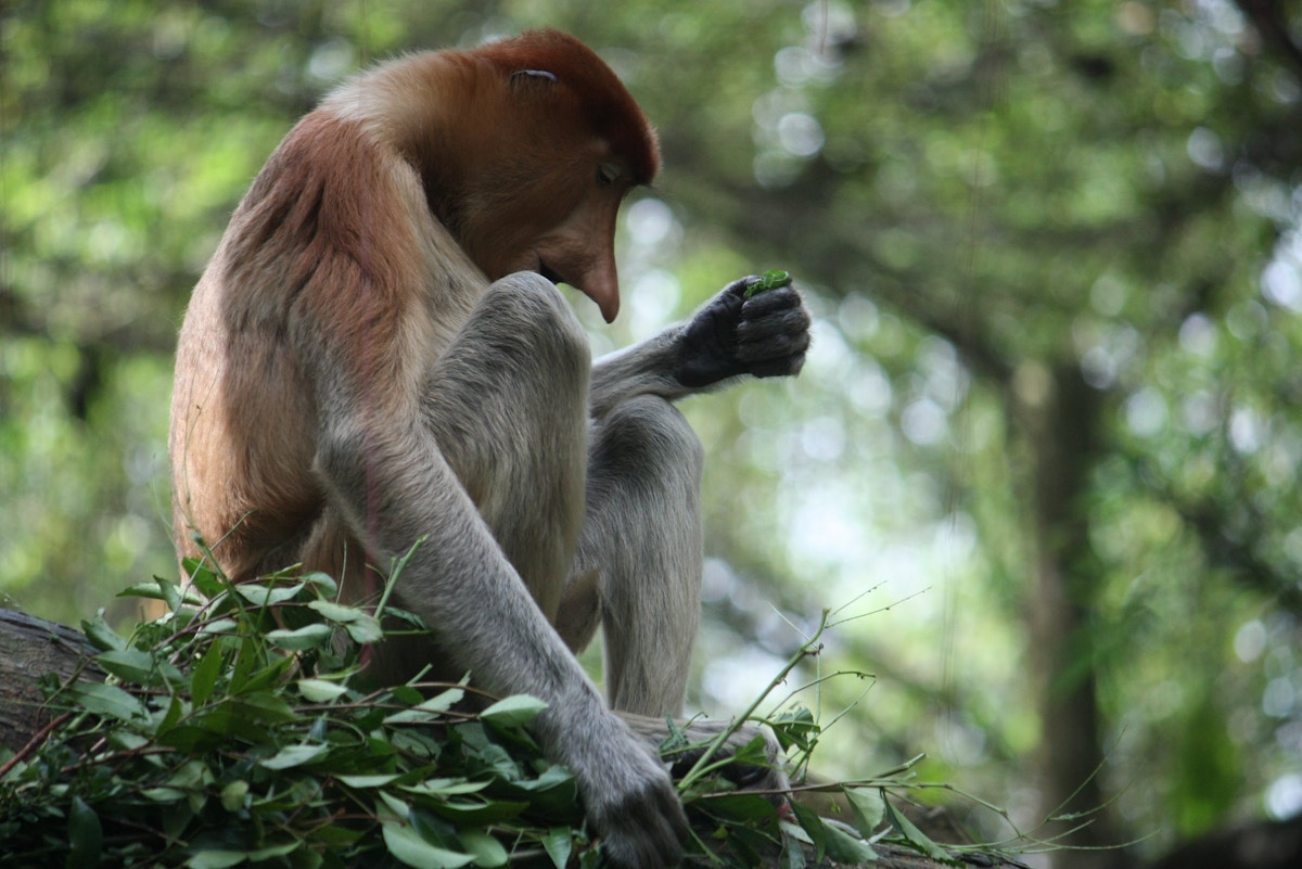 wildlife,-mangroves-suffer-as-indonesia-ramps-up-construction-of-new-capital