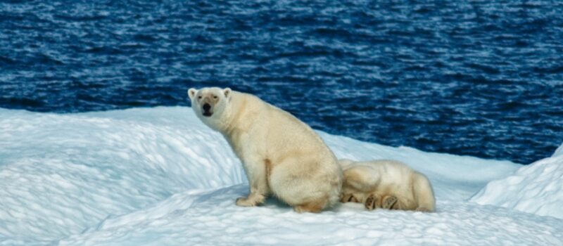 climate-change-in-the-arctic-is-a-wake-up-call-for-the-global-south climate-change-in-the-arctic-is-a-wake-up-call-for-the-global-south