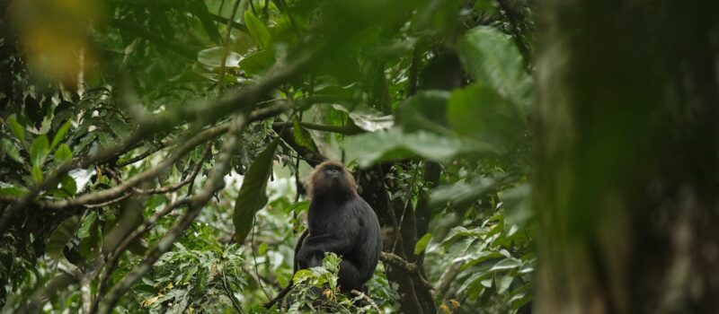 what-is-a-forest?-environmentalists-question-india’s-definition