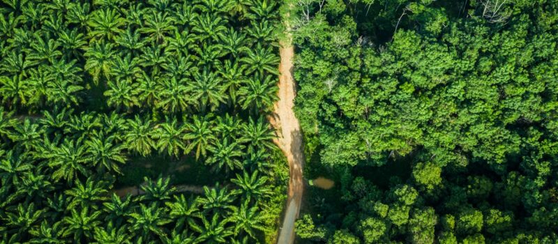 how-does-indonesia’s-palm-oil-industry-fuel-the-climate-crisis?
