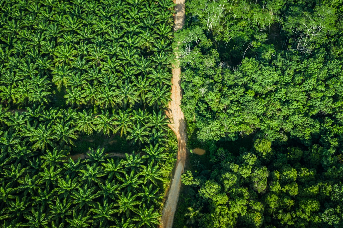 how-does-indonesia’s-palm-oil-industry-fuel-the-climate-crisis?