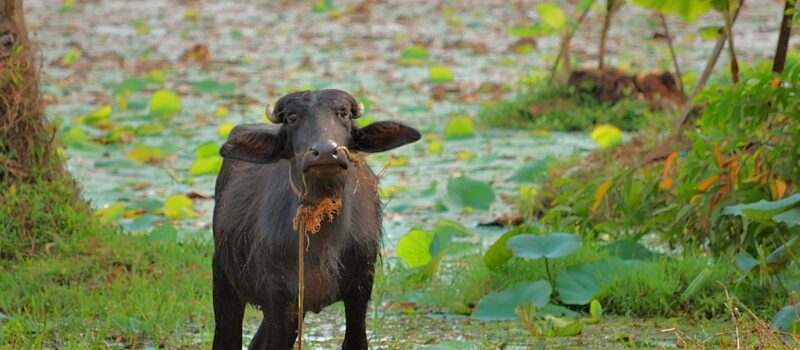 india’s-milk-industry-struggles-as-the-climate-changes