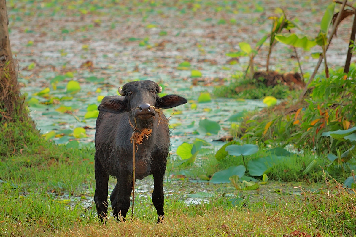 india’s-milk-industry-struggles-as-the-climate-changes