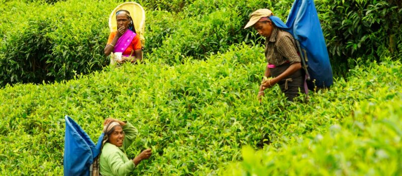 slim-pickings-for-tea-plantation-workers-in-sri-lanka-election slim-pickings-for-tea-plantation-workers-in-sri-lanka-election
