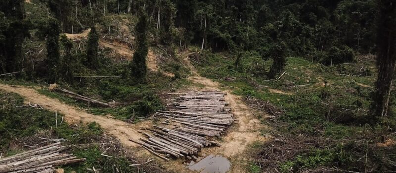 sarawak-should-be-classified-as-high-risk-for-deforestation-under-eudr,-says-human-rights-watch sarawak-should-be-classified-as-high-risk-for-deforestation-under-eudr,-says-human-rights-watch