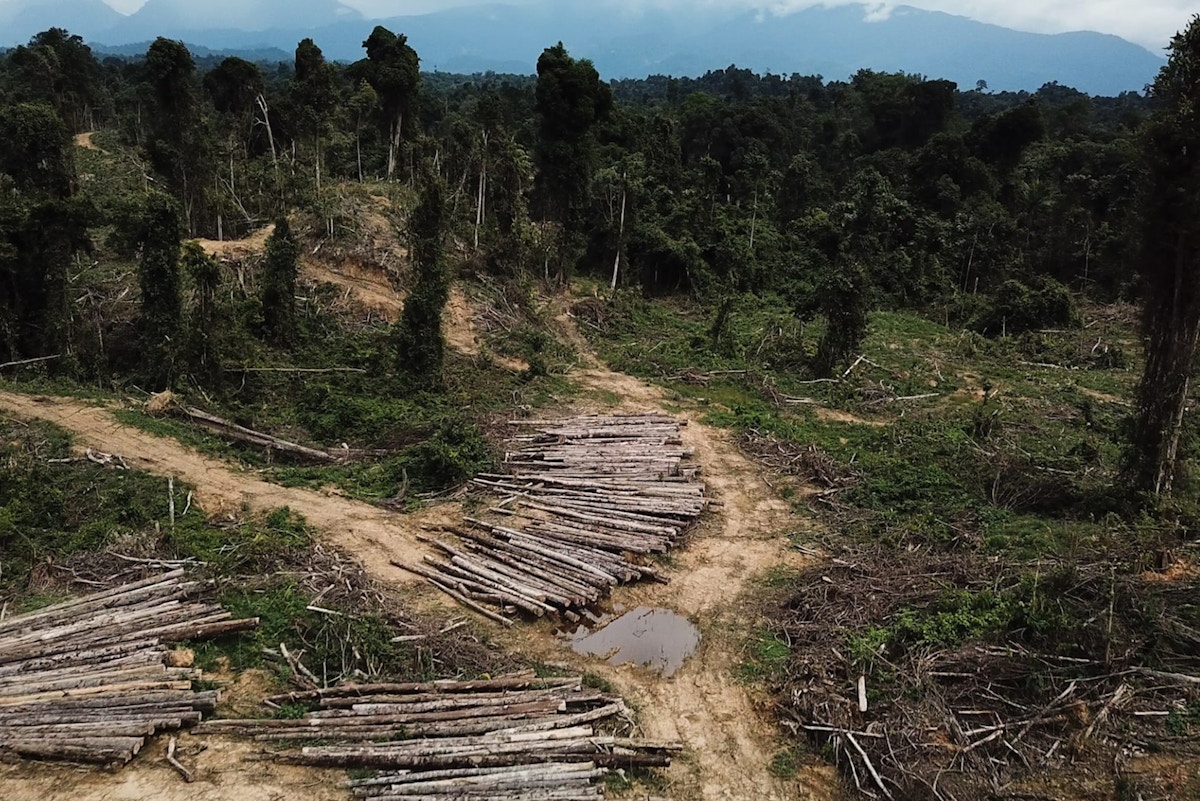 sarawak-should-be-classified-as-high-risk-for-deforestation-under-eudr,-says-human-rights-watch