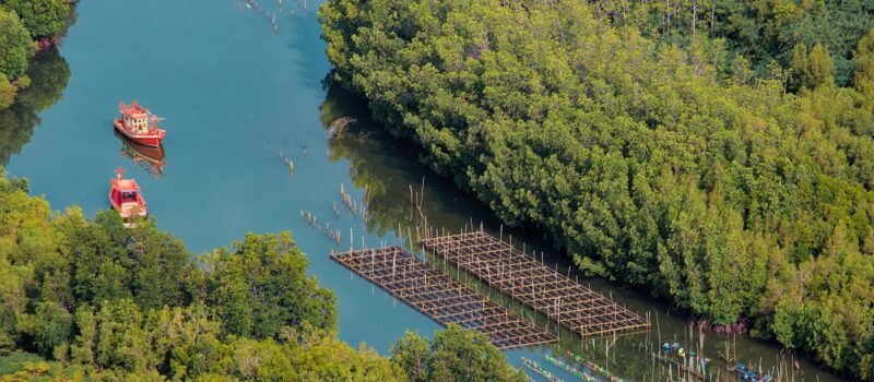 thailand-turns-to-mangrove-carbon-credits-despite-scepticism thailand-turns-to-mangrove-carbon-credits-despite-scepticism