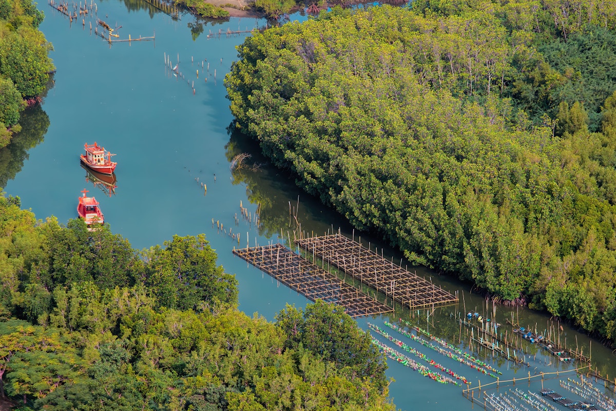 thailand-turns-to-mangrove-carbon-credits-despite-scepticism