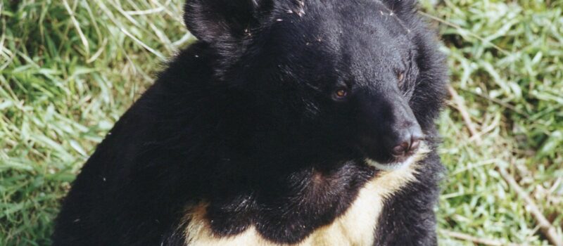 is-china-ready-for-biodiversity-cop16? is-china-ready-for-biodiversity-cop16?
