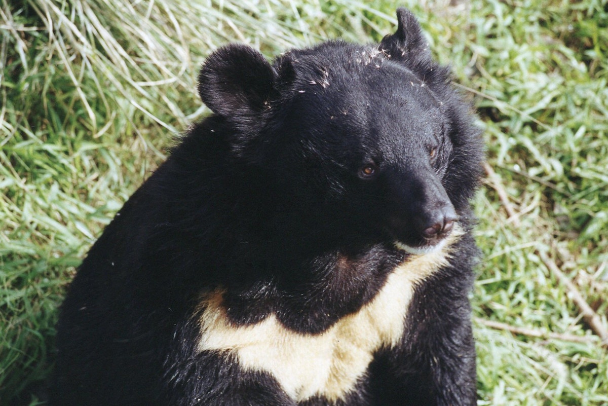 is-china-ready-for-biodiversity-cop16?