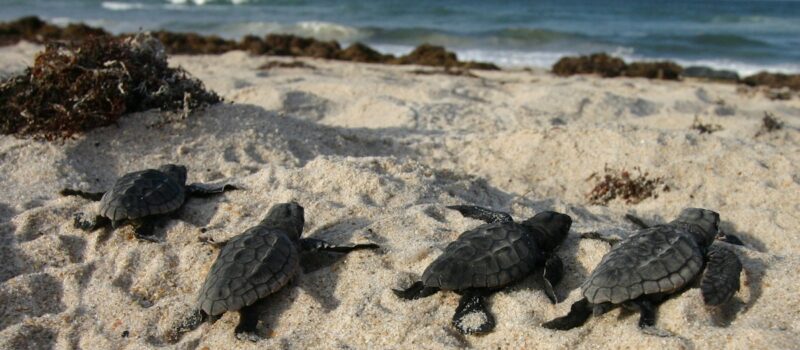 despite-haze-of-war,-lebanese-volunteers-help-turtle-hatchlings-journey-to-sea despite-haze-of-war,-lebanese-volunteers-help-turtle-hatchlings-journey-to-sea