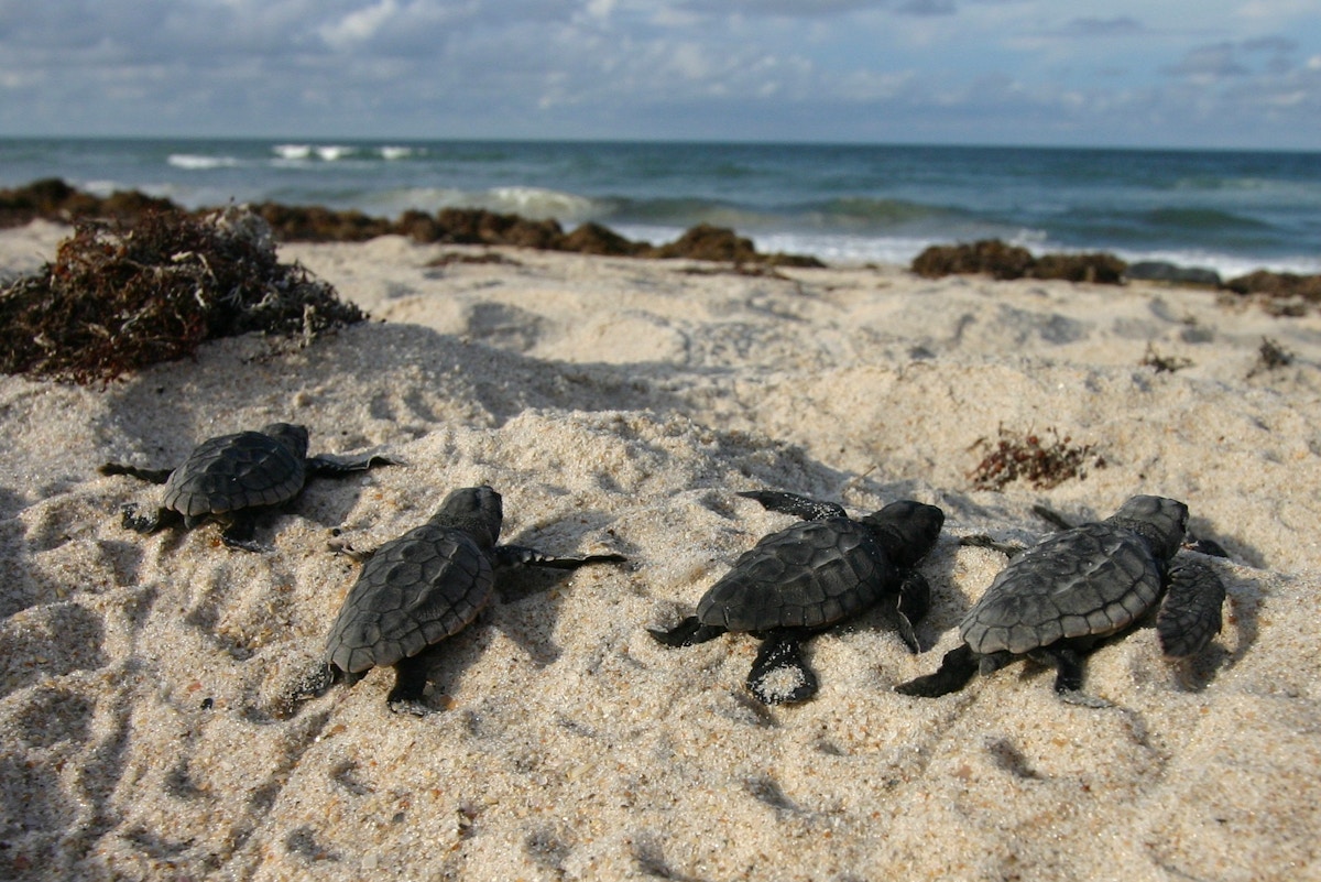 despite-haze-of-war,-lebanese-volunteers-help-turtle-hatchlings-journey-to-sea