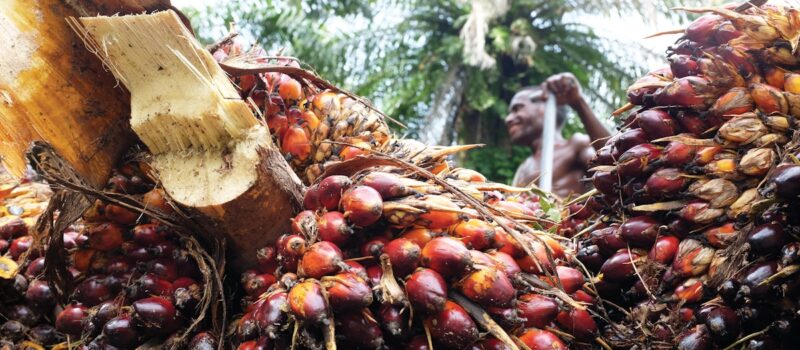 tech-key-to-reducing-scope-3-palm-oil-emissions-in-malaysia-amid-increasing-regulation:-industry-watchers tech-key-to-reducing-scope-3-palm-oil-emissions-in-malaysia-amid-increasing-regulation:-industry-watchers