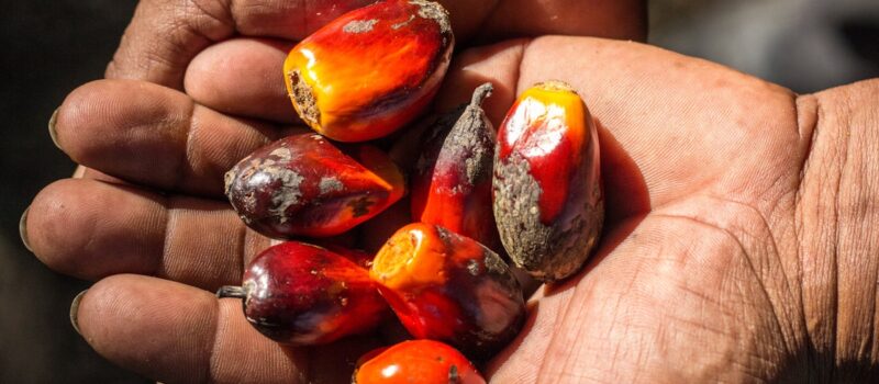 can-regenerative-agriculture-make-palm-oil-sustainable? can-regenerative-agriculture-make-palm-oil-sustainable?