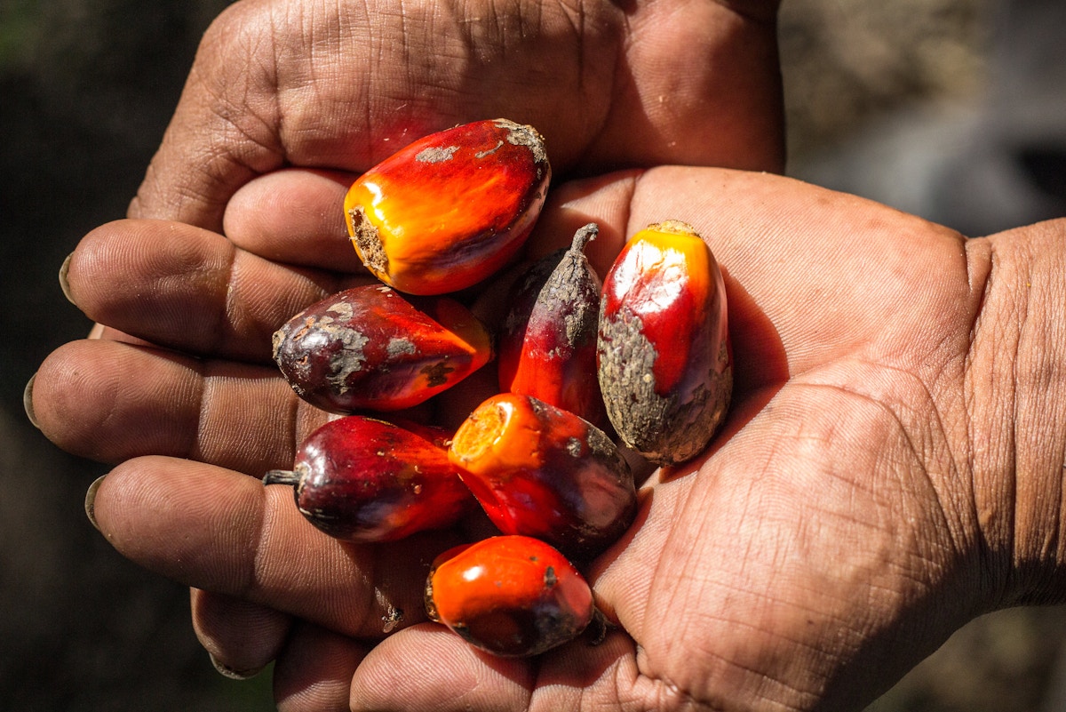 can-regenerative-agriculture-make-palm-oil-sustainable?